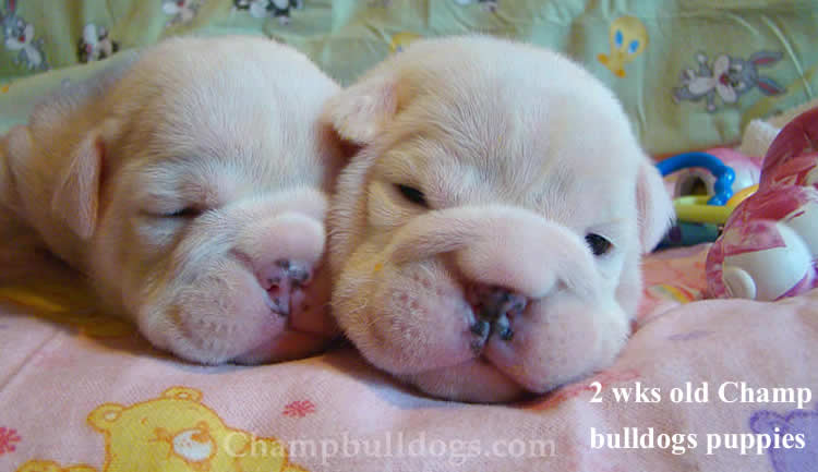 new born English bulldog puppies